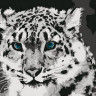 Картина по номерам 15х20 Снежный барс (8 цветов)