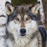 Картина по номерам 30Х30 СЕРЫЙ ВОЛК (18 цветов)
