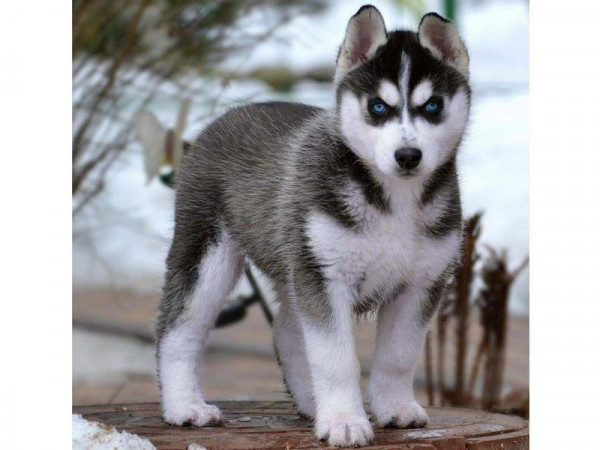 Картина по номерам 30х30 Щенок хаски (20 цветов)