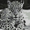 Картина по номерам 30Х30 ЯГУАР (9 цветов)